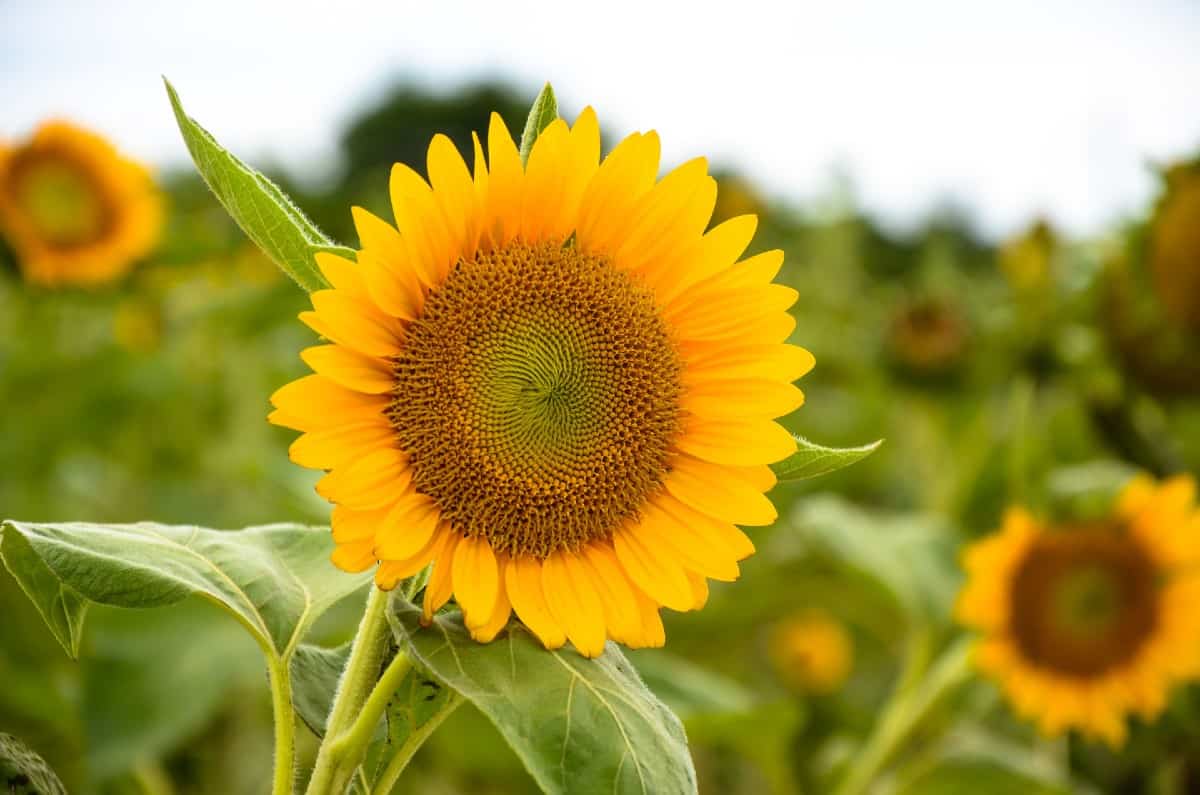 Sunflowers are quite drought-tolerant.