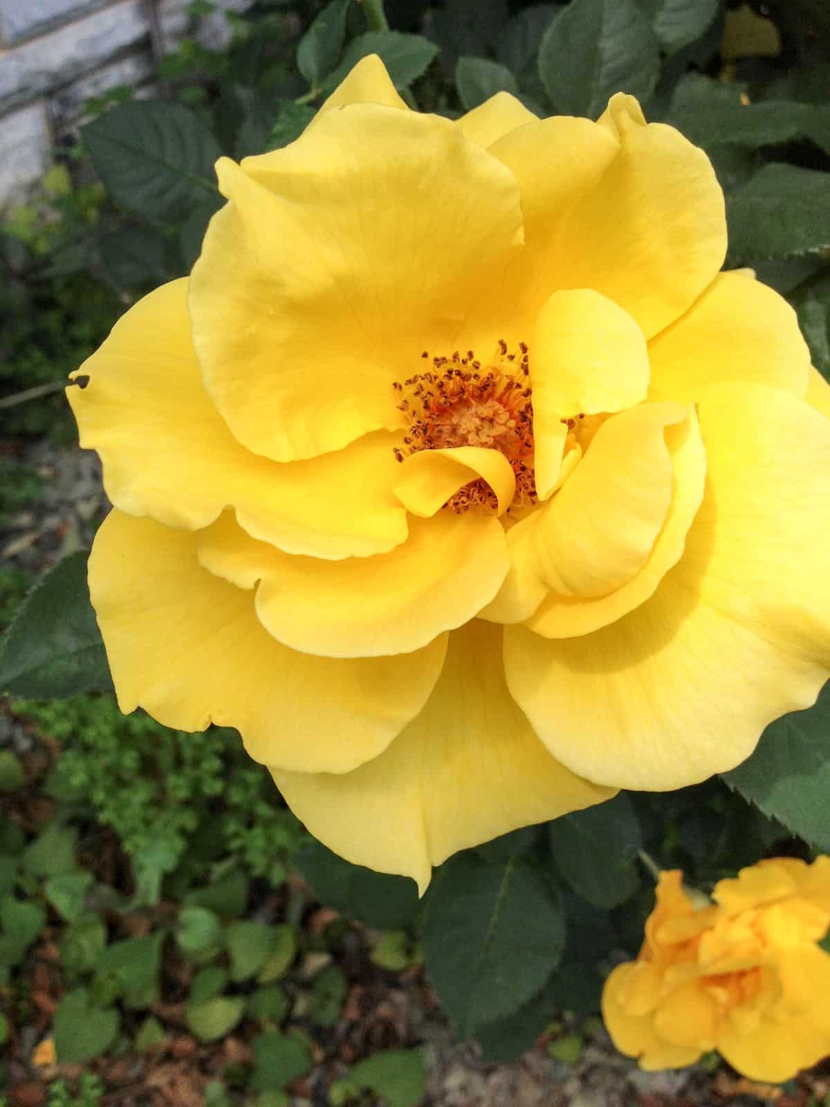 Not only is the sunny knock out rose disease resistant but it also has a pleasant fragrance.