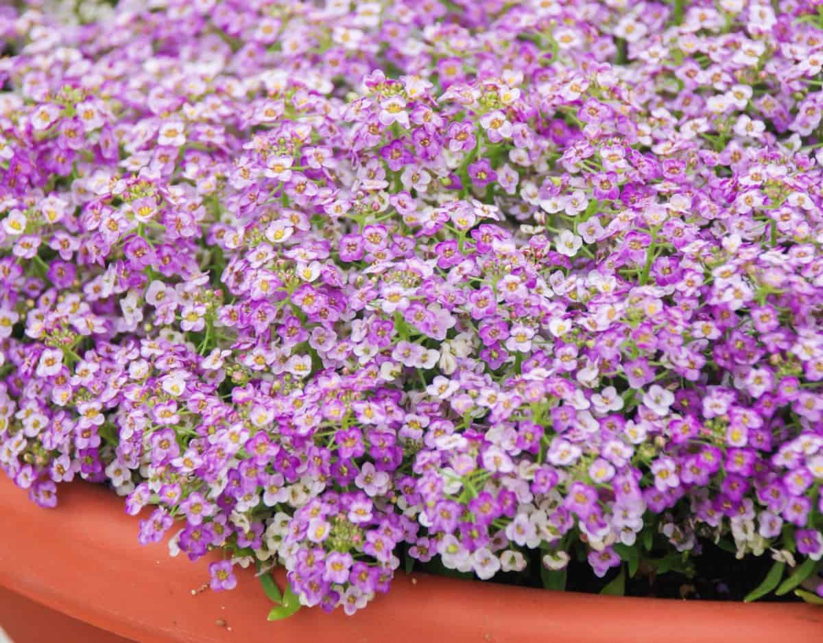 Sweet alyssum is right at home in a rock garden.