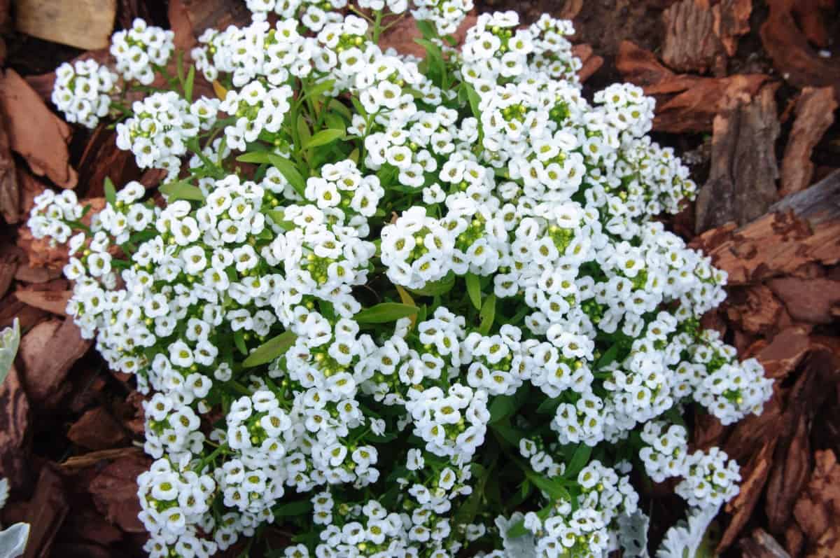 Sweet alyssum makes a great ground cover with its tiny flowers.