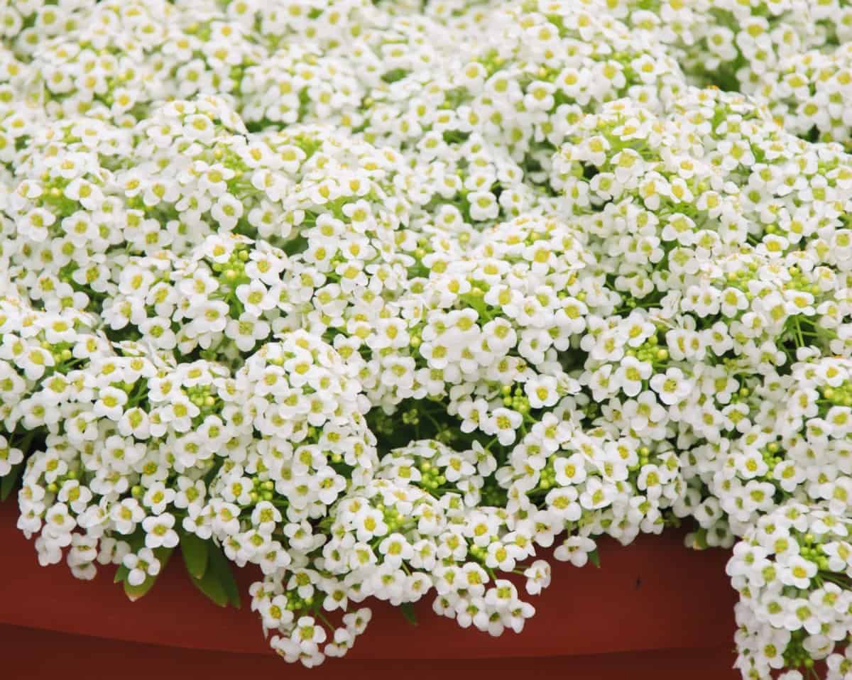 Sweet alyssum needs regular watering to thrive.