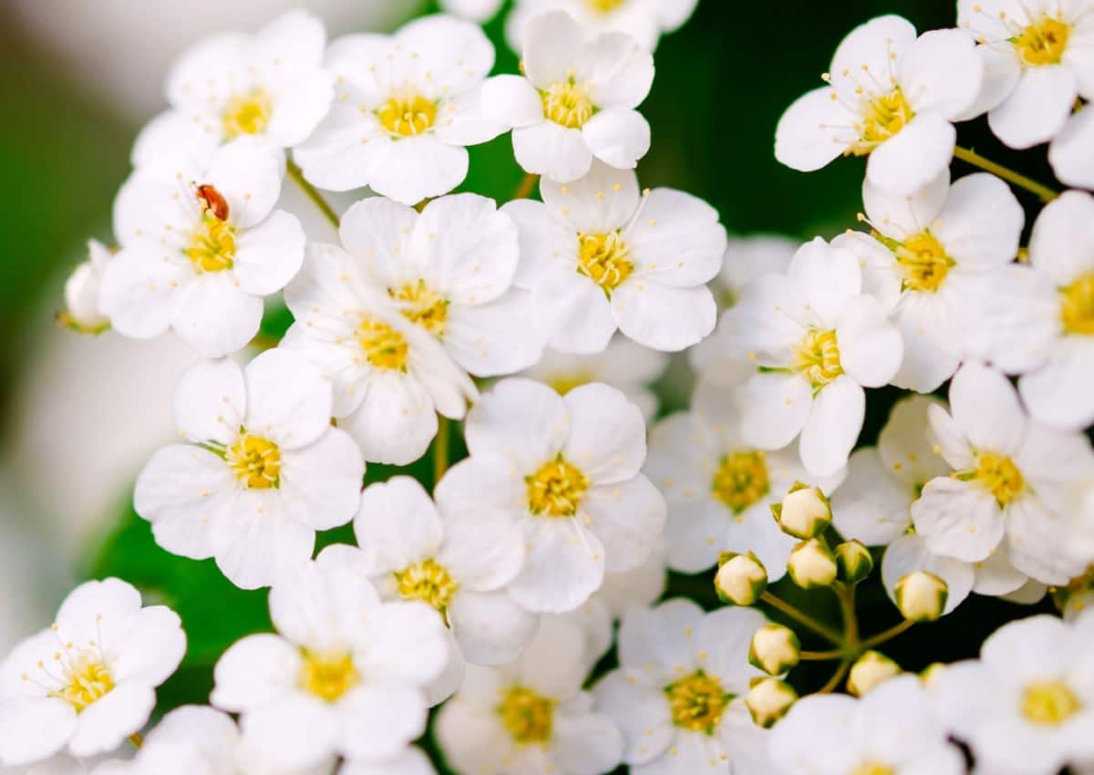 Sweet alyssum is a dainty annual that smells like honey.