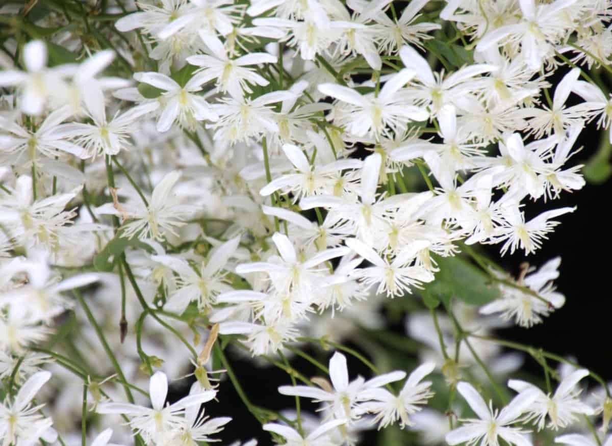 Sweet autumn clematis is a late-summer bloomer.