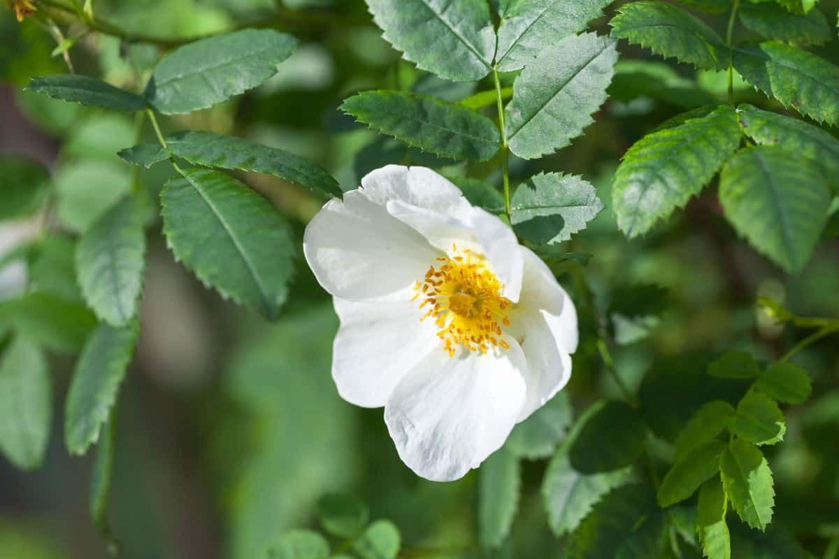 Sweet-briar roses smell like apples.