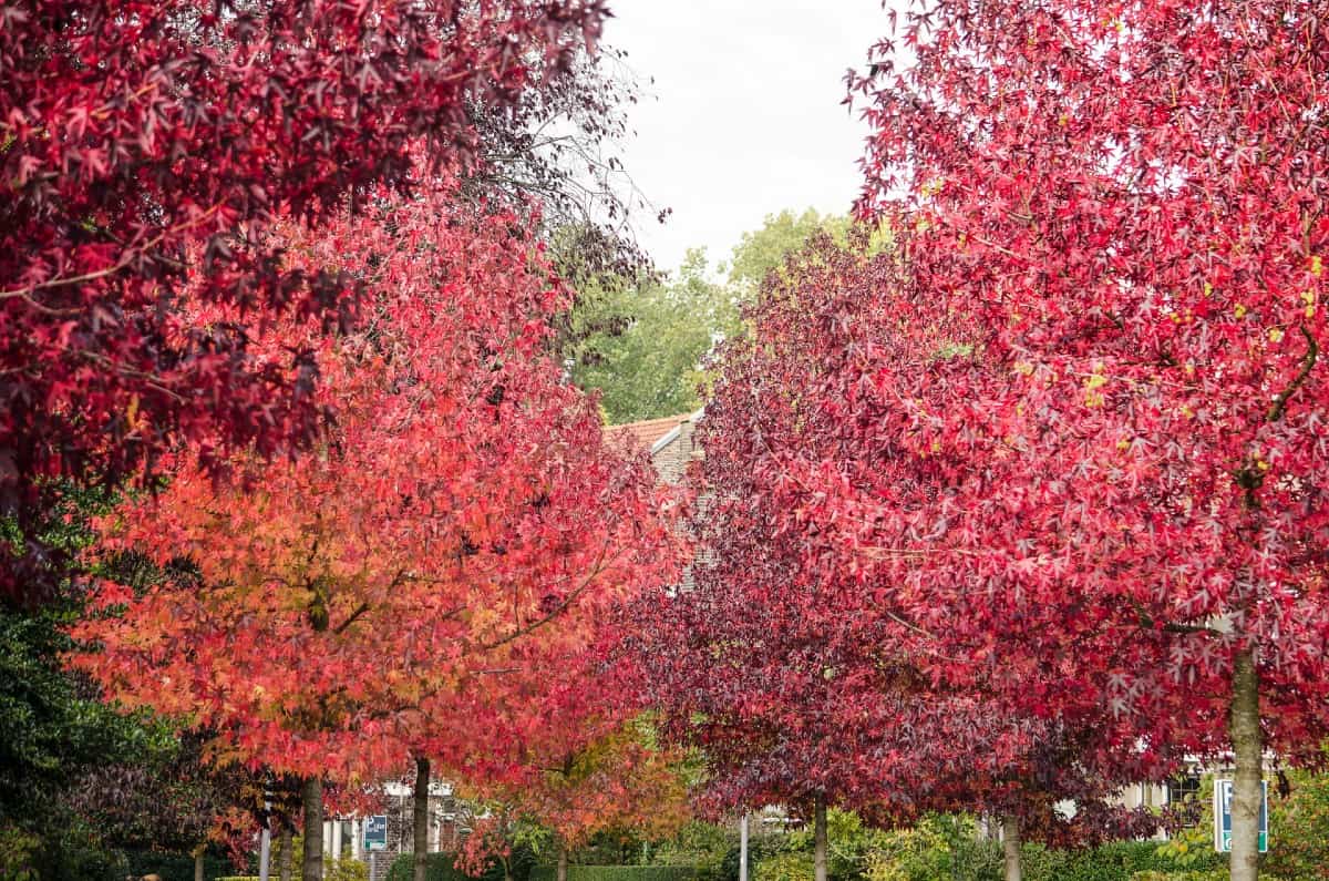 Sweet gum trees have brilliant fall color.