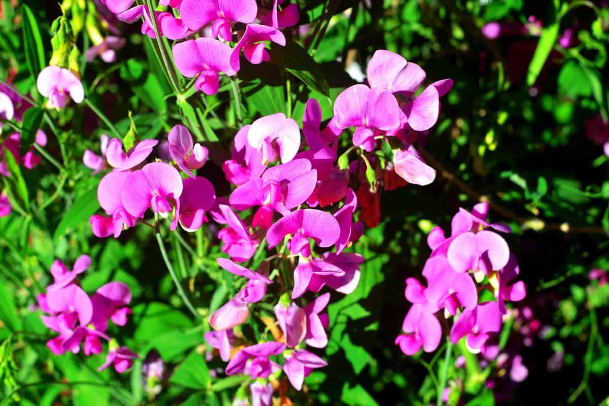 Sweet peas have a pleasant fragrance.