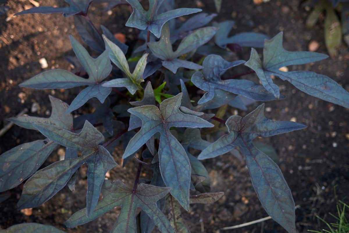 Sweet potato vines are more known for their foliage than their flowers.