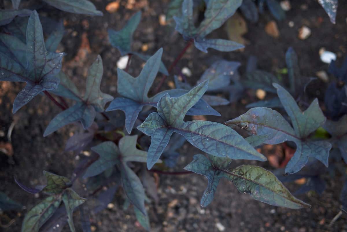 The sweet potato vine is a tropical vine that is evergreen in zones 8-11.