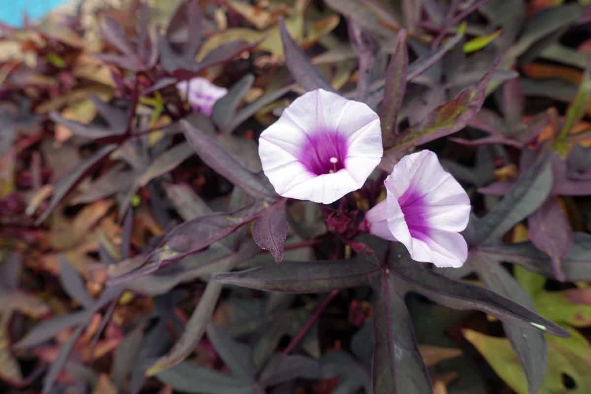 Sweet potato vines have gorgeous foliage.