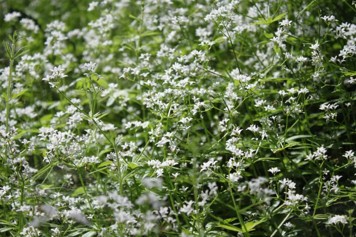 Sweet woodruff is a low maintenance ground cover.