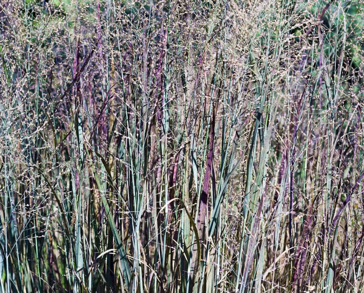 Switch grass is a prairie grass that turns yellow in autumn.