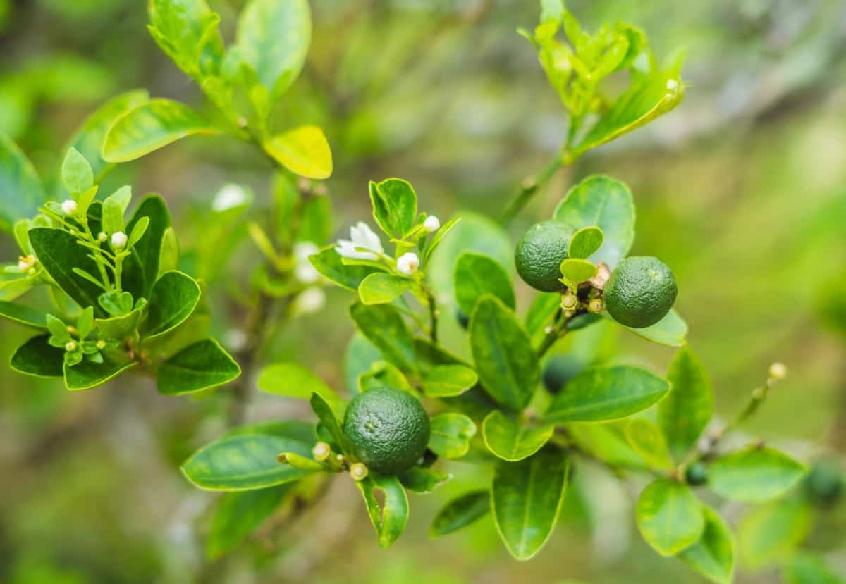 Tahitian lime trees thrive in tropical and semi-tropical environments.