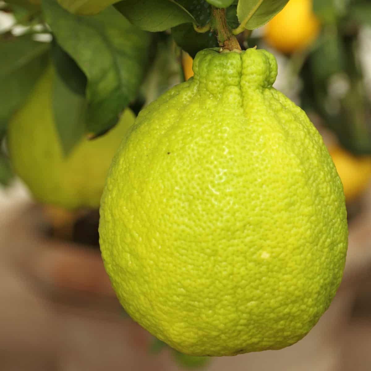 Tangelos are juicy members of the citrus family.