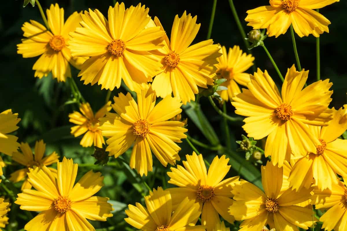 Tickseed flowers are bright yellow annuals.