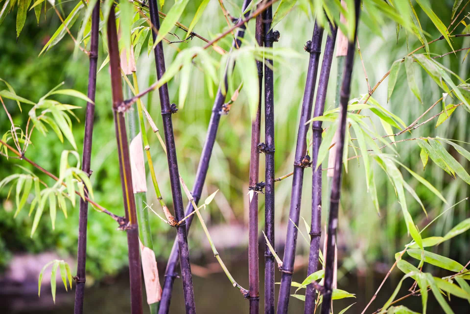 The timor black bamboo is slow-growing for a bamboo.