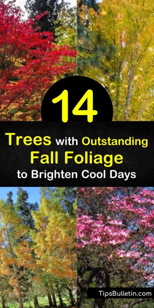 Sweet Gum, Dogwood, Red Maple, and Sugar Maple trees work well to brighten up your landscape and make an excellent shade tree. The green leaves give way to brilliant hues of red, orange, purple, and yellow during the crisp days of fall. #fall #foliage #trees #fall #color #treesforfallfoliage