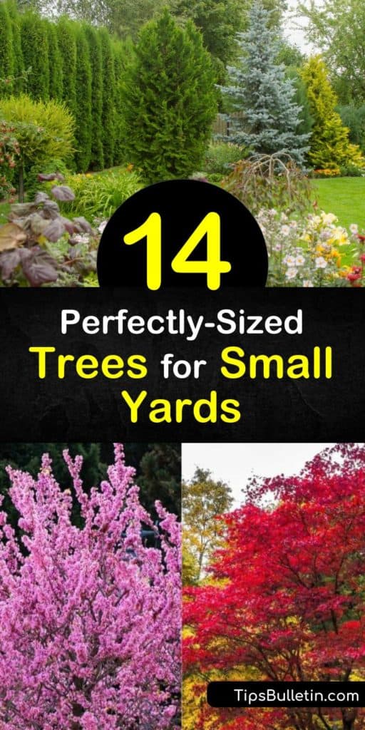 Discover how to landscape around your home by planting small trees for small spaces. Crabapple, serviceberry, crape myrtle, and Eastern redbud are some of the best trees for small yards, and fill the area with fall color. #treesforsmallyards #smallyards #trees #yard