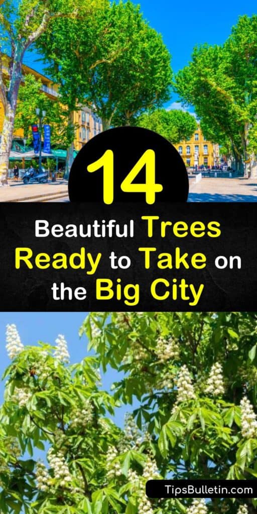 Bring a new kind of life to the city with these plants that have the desire to be a street tree. Tree species like dogwood, Japanese lilac, hackberry, crabapple, and honeylocust have built-in adaptations that make them drought tolerant and able to withstand pollution. #trees #urban #sites