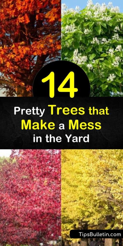 Most deciduous trees create a mess every fall as they drop their leaves, but some create a bigger mess than others. Trees like Weeping Willow, Sweet Gum trees, and the Silver Maple feature an aggressive root system that destroys front yards. #messytrees #avoid #trees