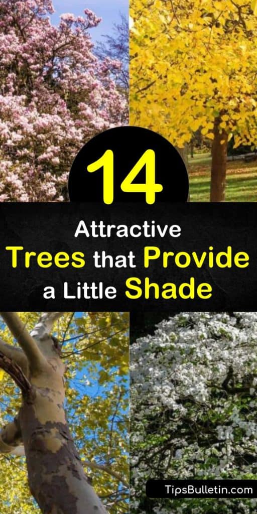 Shelter your home from the sun with large trees to lower cooling costs and create shady resting areas. Plant fast-growing trees like the hybrid popular, enjoy dappled sunlight through green leaves of a weeping willow, and add color with a red oak. #shade #trees #treesforshade
