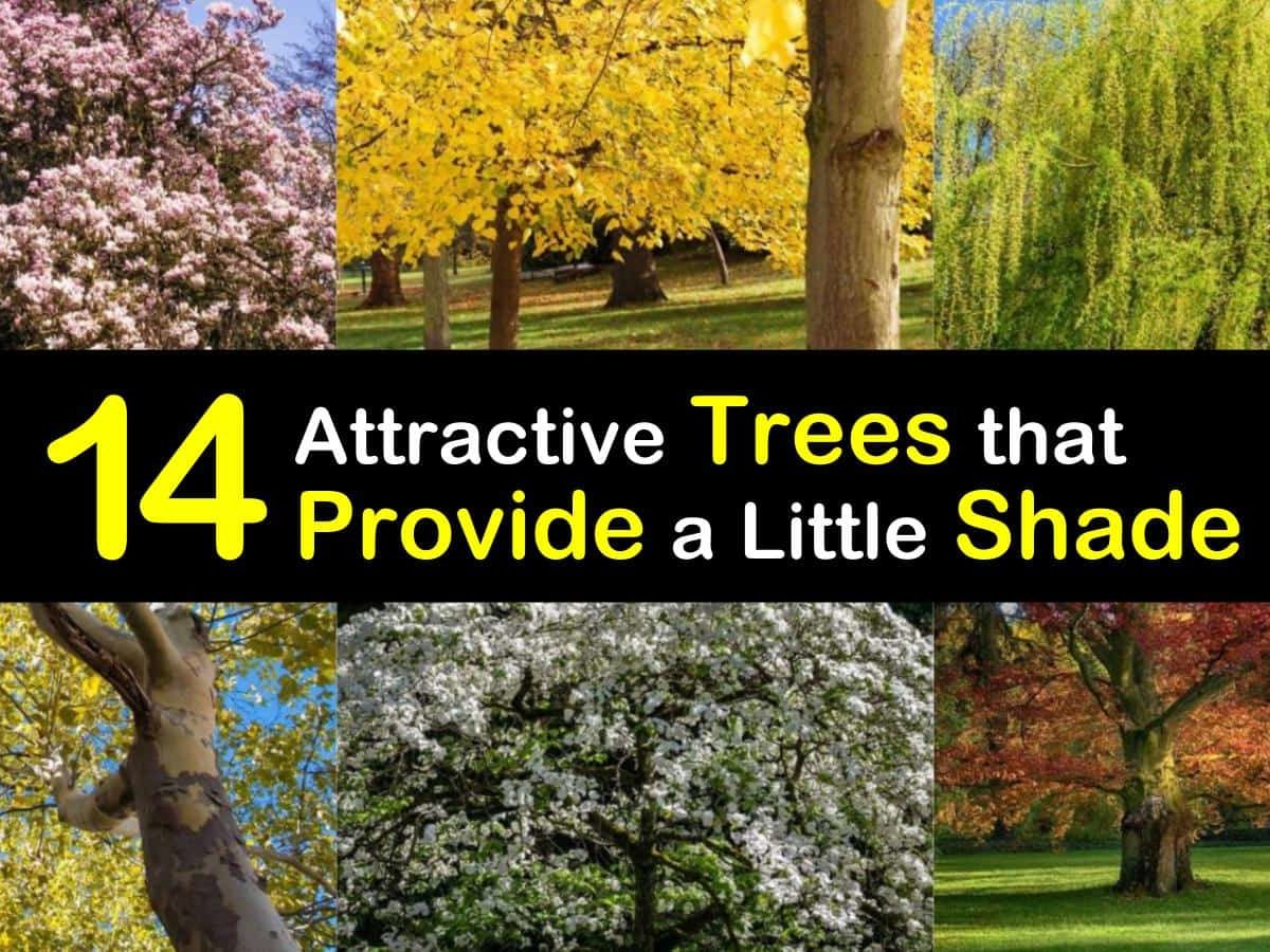 Top 10 Best Fast Growing Trees For Backyard Backyard Garden, 43 OFF