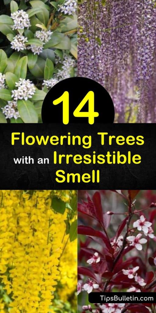 Fill the space around your home with fragrant flowers and green leaves from the early spring to late summer. Whether you want a small tree or evergreen shrub, this article has the most memorable smelling plants, like magnolia and gardenia, to incorporate around your home. #trees #fragrant #flowers