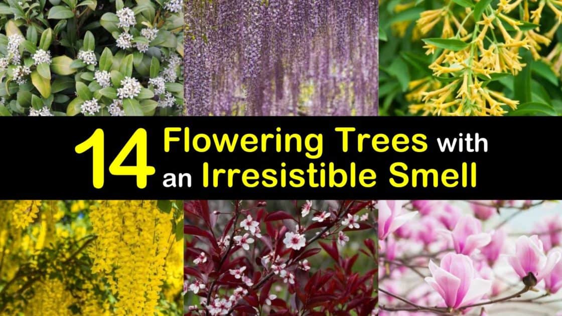 14 Flowering Trees with an Irresistible Smell