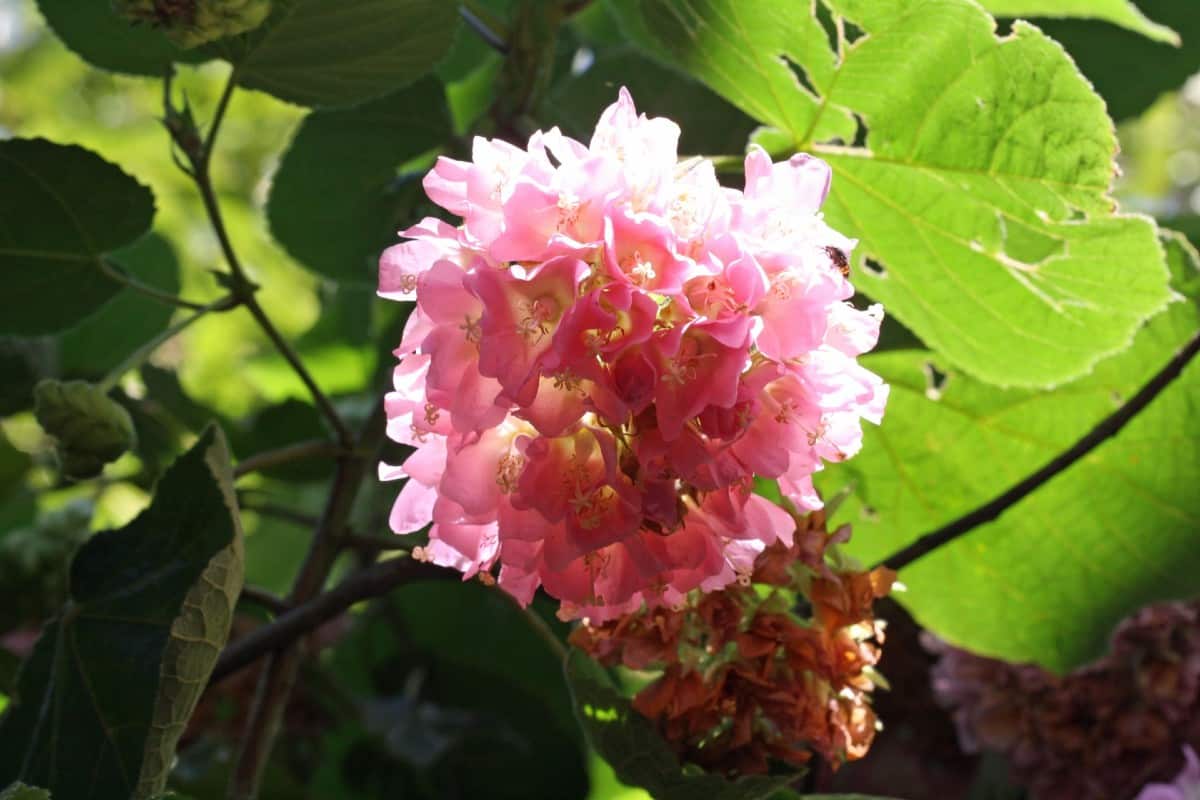 Tropical hydrangeas have pretty pink flowers.