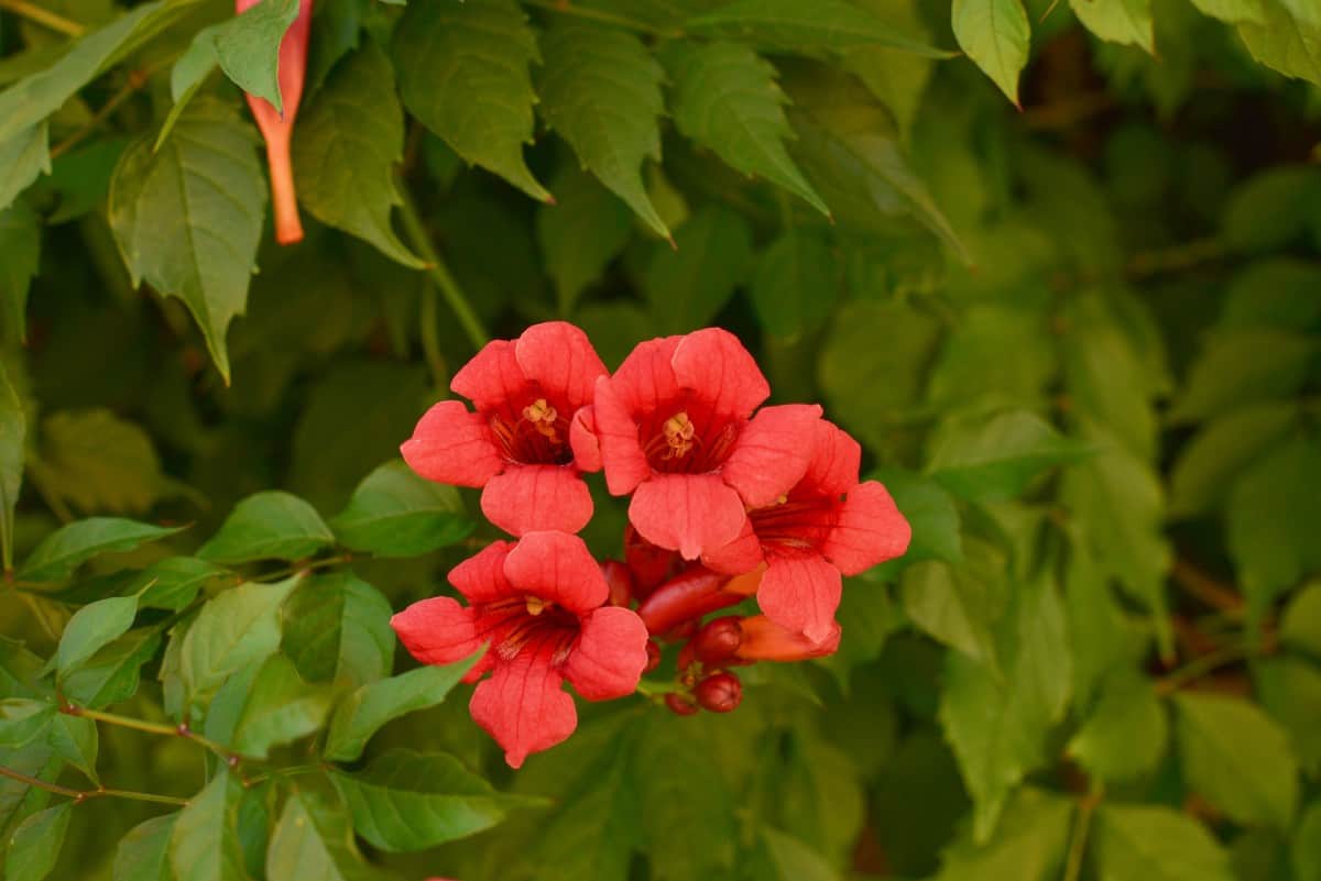 Pollinators are attracted to the bright flowers of the trumpet vine.