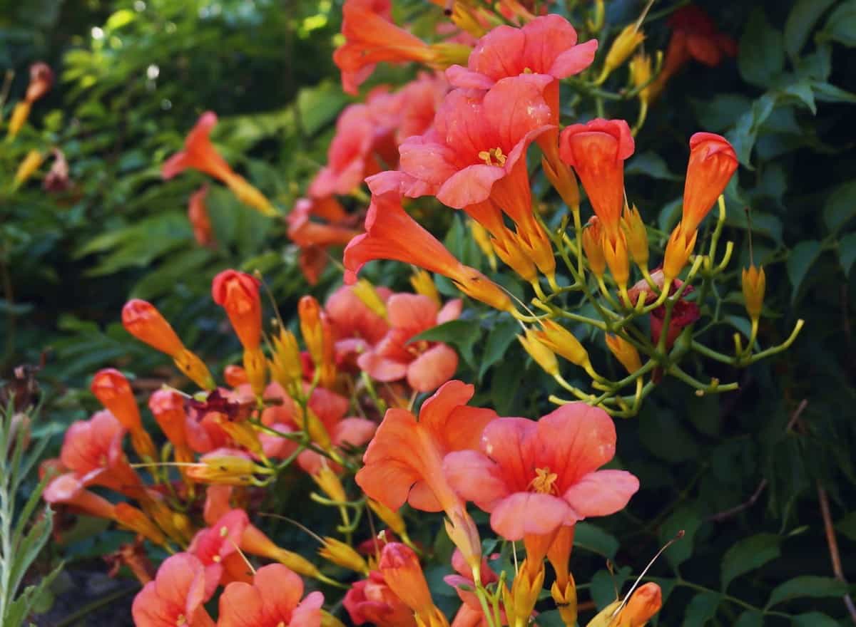 Hummingbirds love trumpet vine flowers.