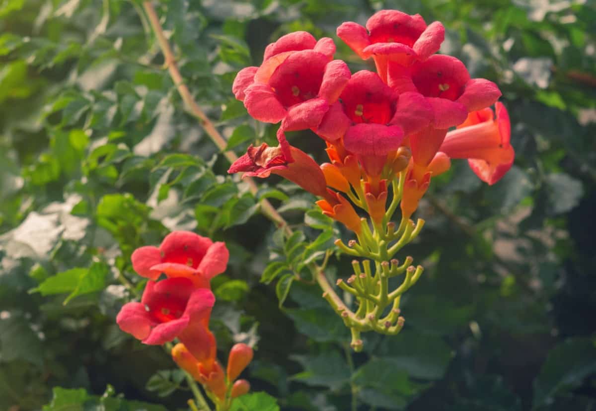 Trumpet vine or trumpet creeper is invasive.