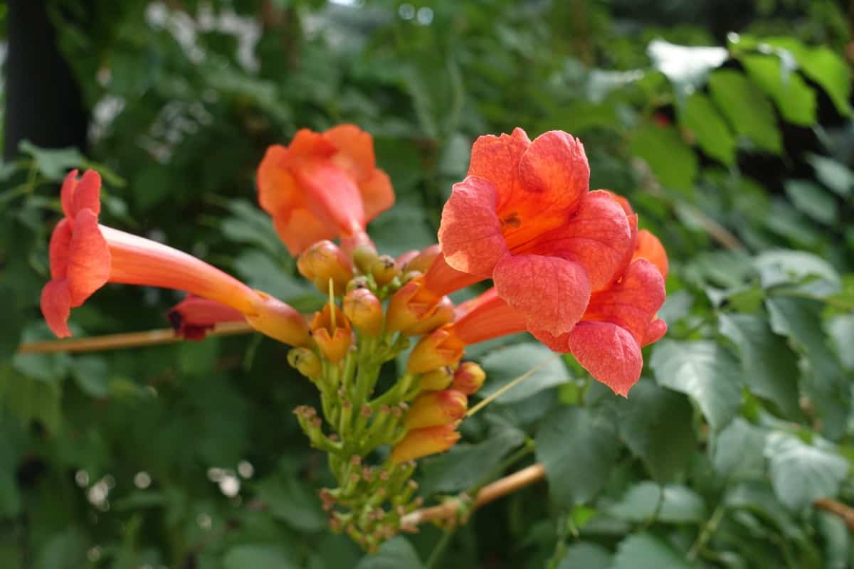 Trumpet vine creepers are vigorous-growing vines.