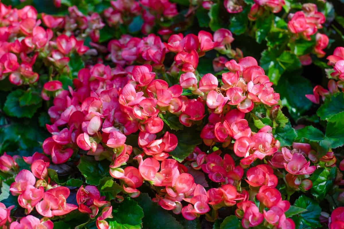 Tuberous begonias don't respond well to cold temperatures.