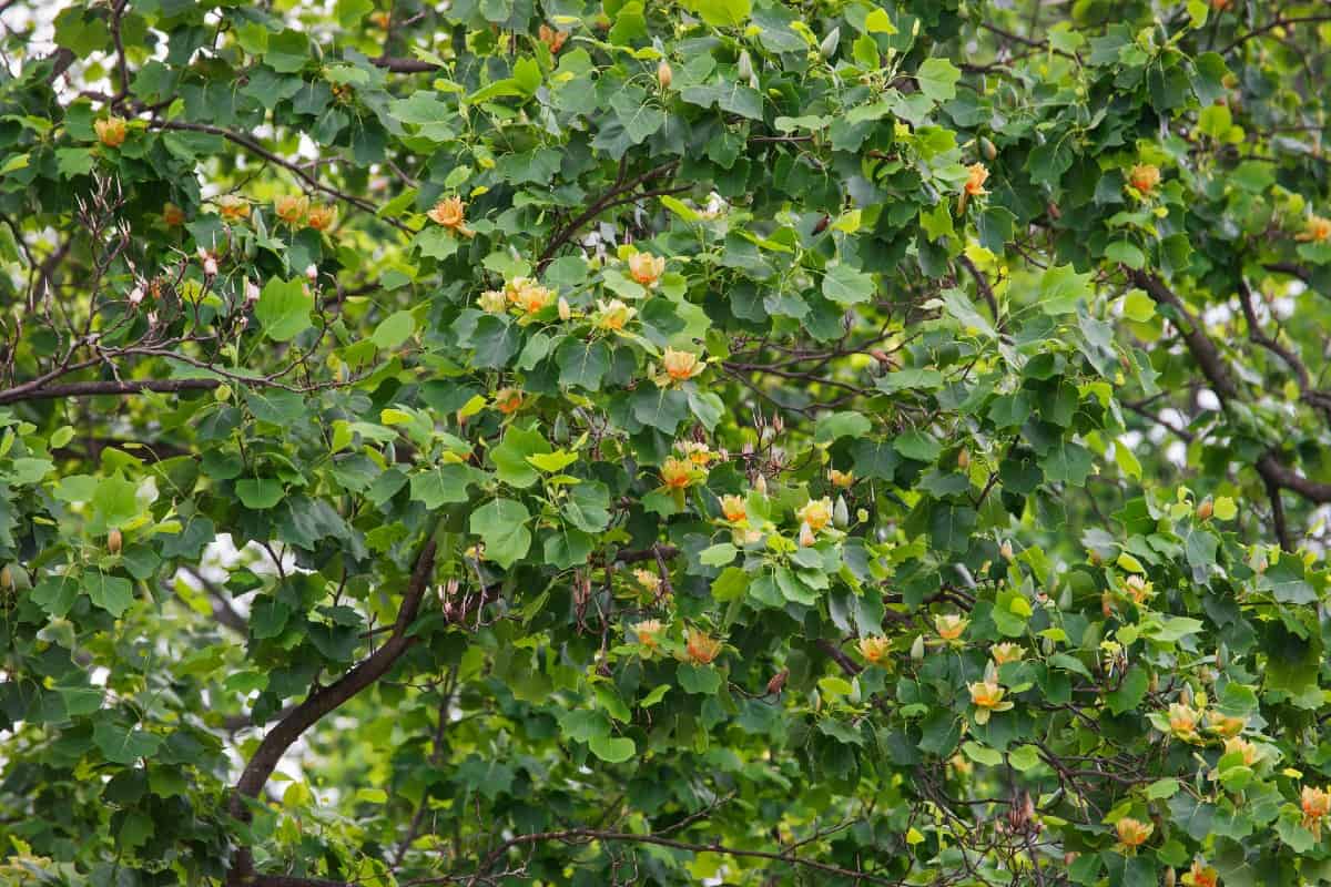 The tulip tree or tulip poplar is an excellent shade tree.