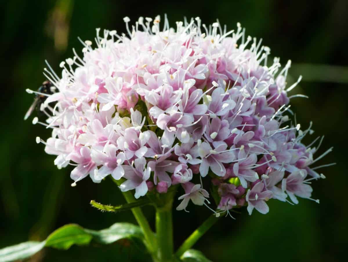 Valerian is a sturdy plant that can grow as tall as five feet.