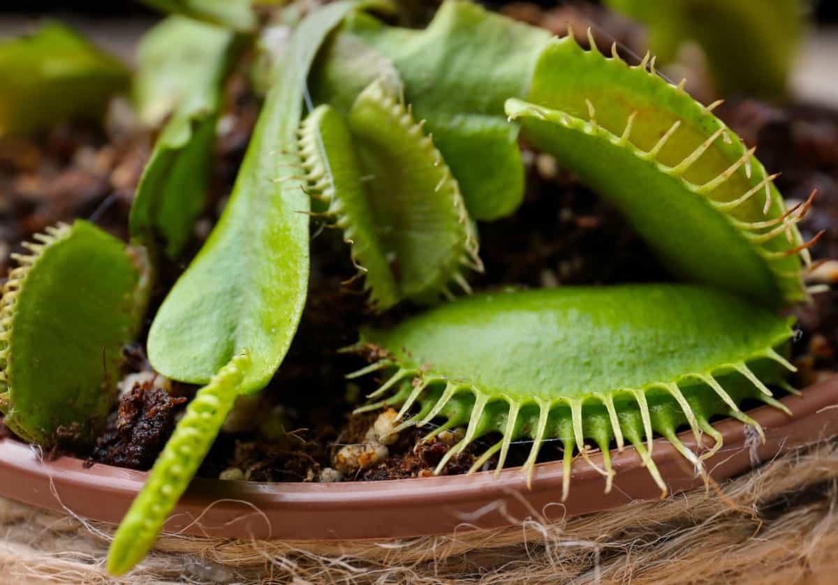 Venus fly traps are carnivorous and fun to watch.