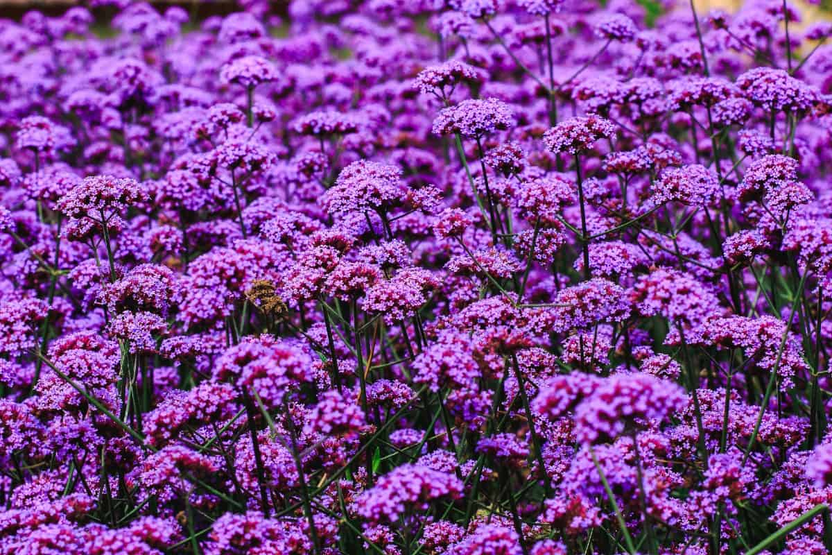Verbena is very easy to grow.