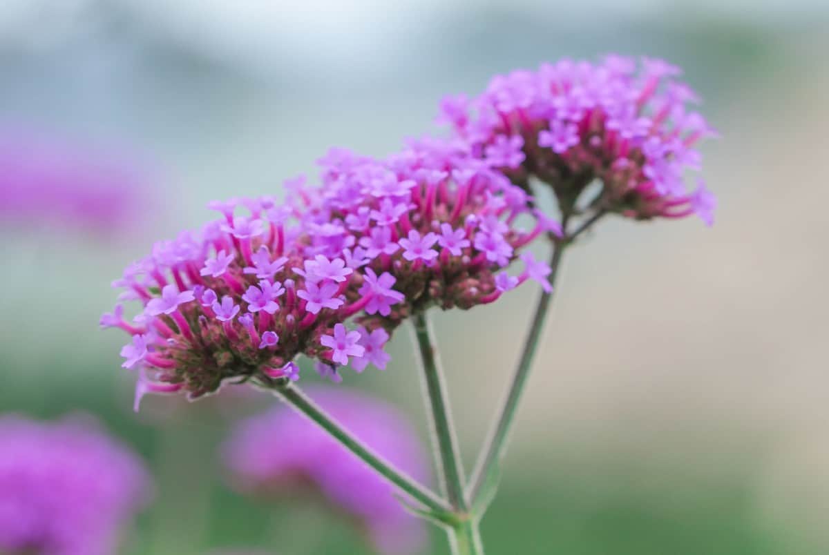 Verbena is a low maintenance annual.
