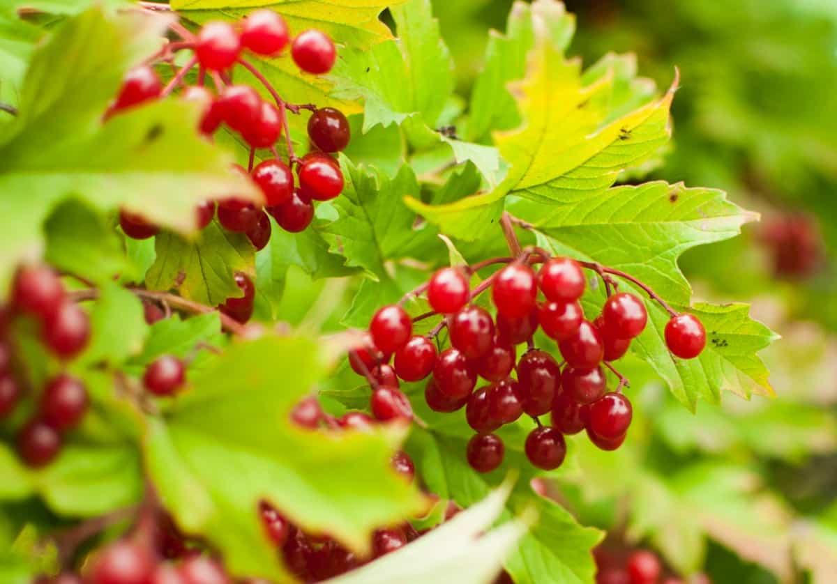 This viburnum species is known for its bright red berries.