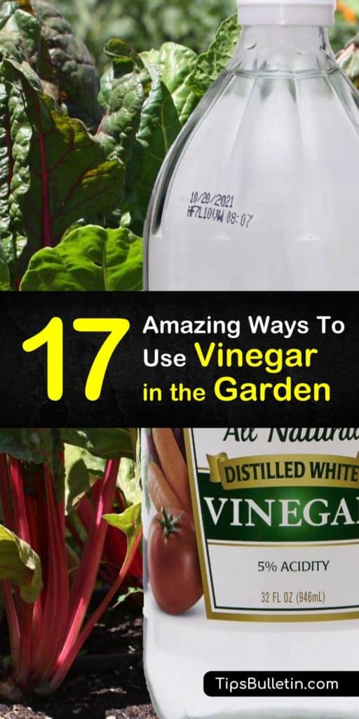 Learn how to use vinegar in the garden for your plants and vegetables. From making a homemade weed killer to antifungal pest control methods, white vinegar works great in a natural way. Includes a variety of recipes for pest control and vegetable wash. #vinegar #whitevinegar #gardening #pestcontrol