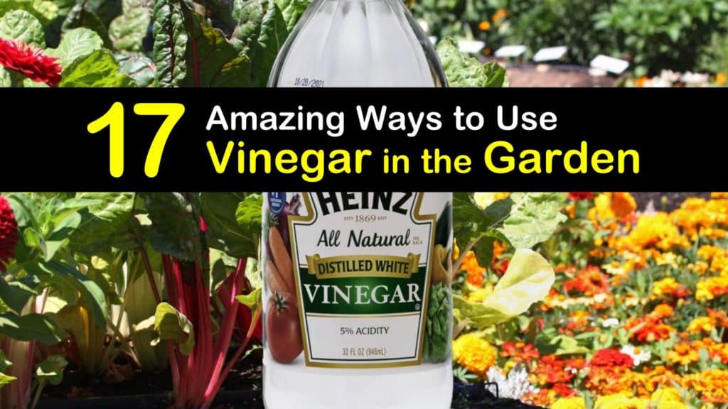 17 Amazing Ways to Use Vinegar in the Garden - Tips Bulletin