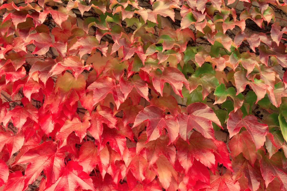 Although an attractive vine, the Virginia creeper can become highly invasive.