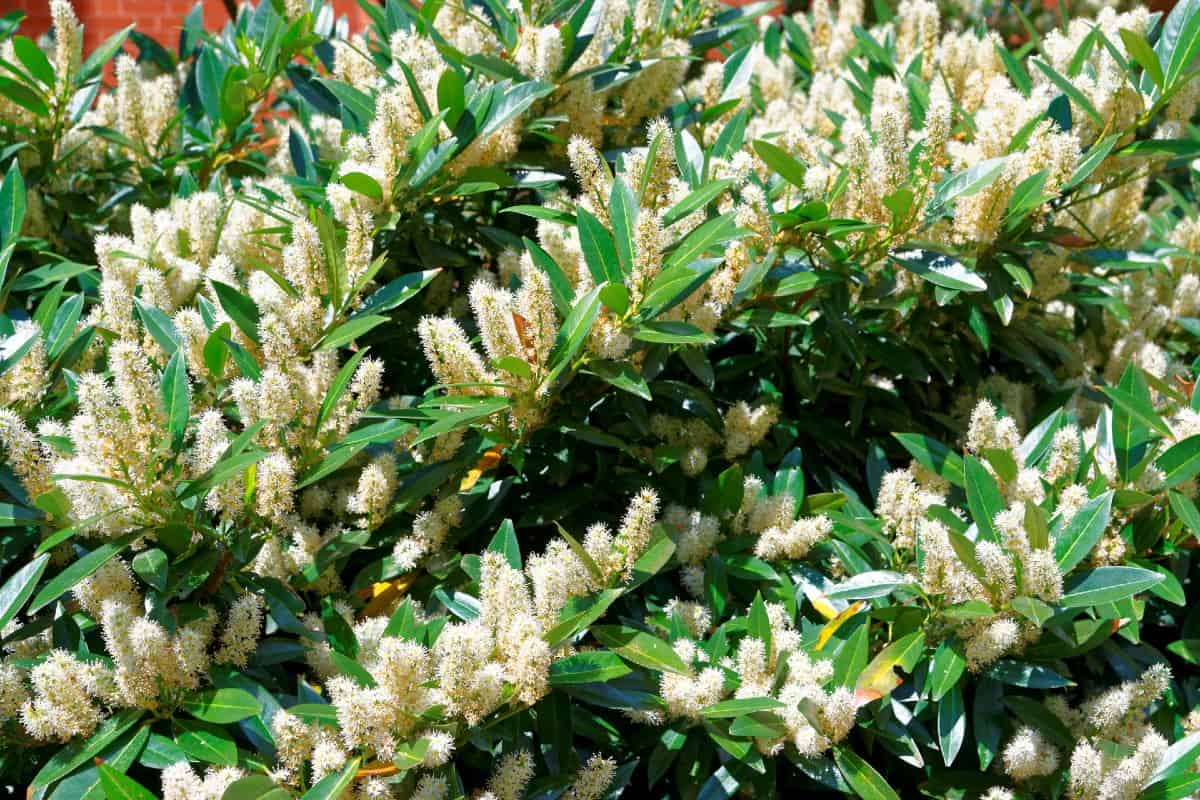 Virginia sweetspire shrubs come in sizes from two to six feet tall.