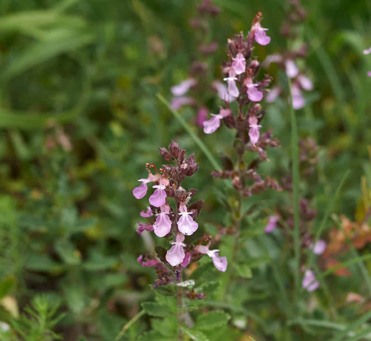 Wall germander offers year-round color.