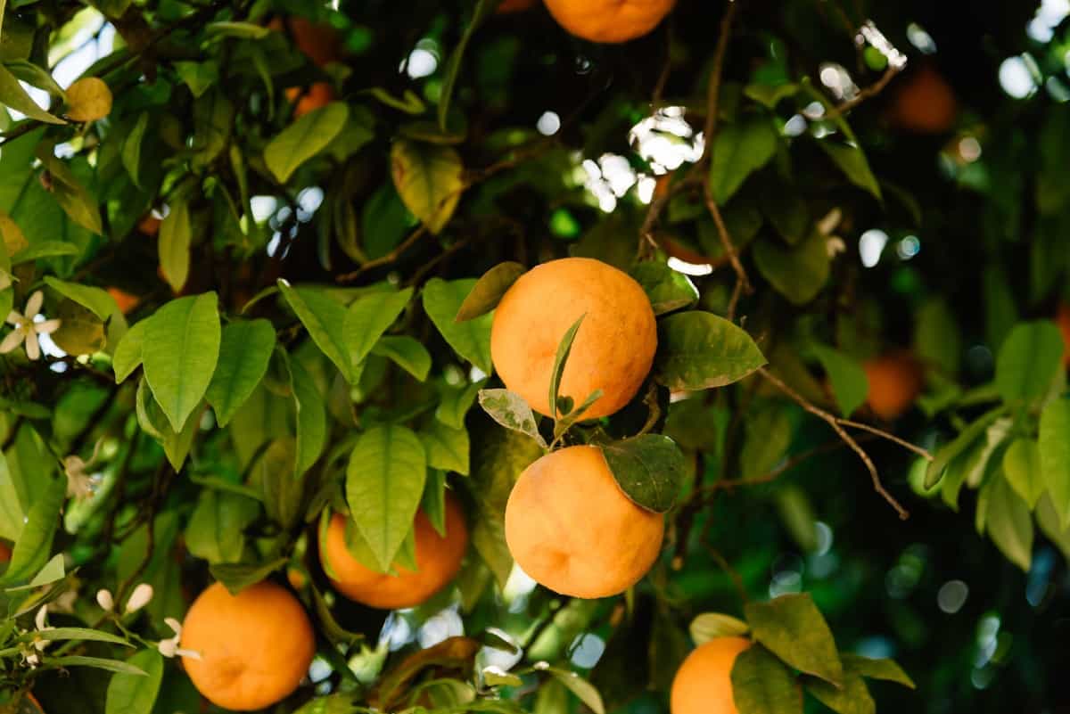 Washington navel oranges are easy to peel.