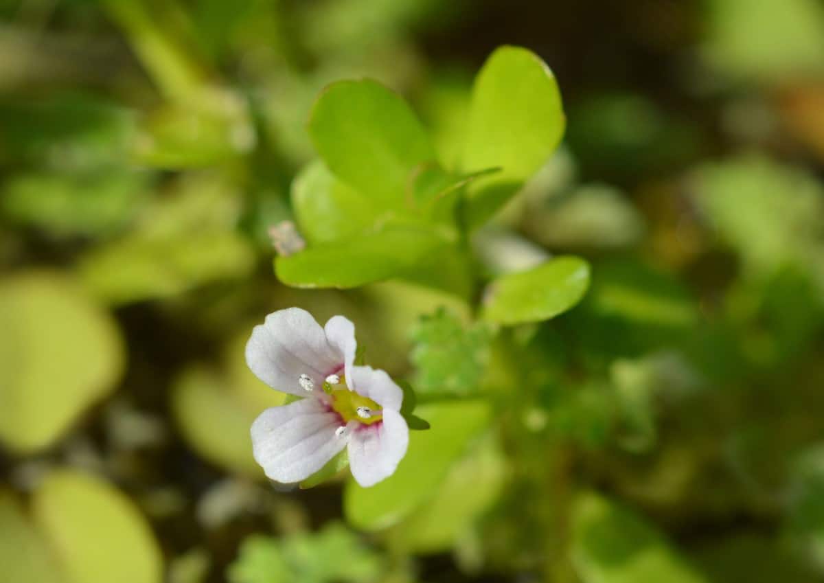 Water hyssop is the perfect hanging basket filler and spiller.