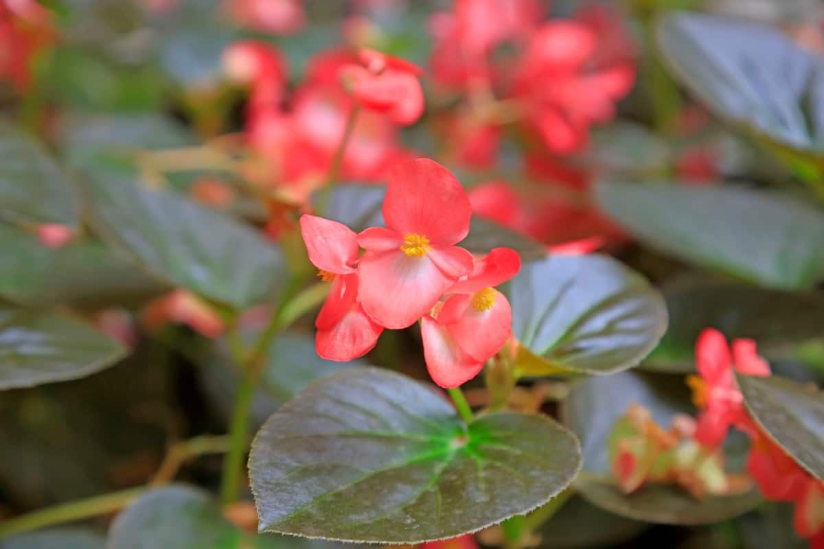 Wax begonias like moist but well-draining soil.