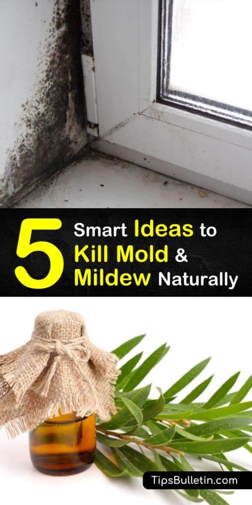 5 Smart Ideas To Kill Mold And Mildew Naturally - How To Remove Mold From Bathroom Ceiling Naturally