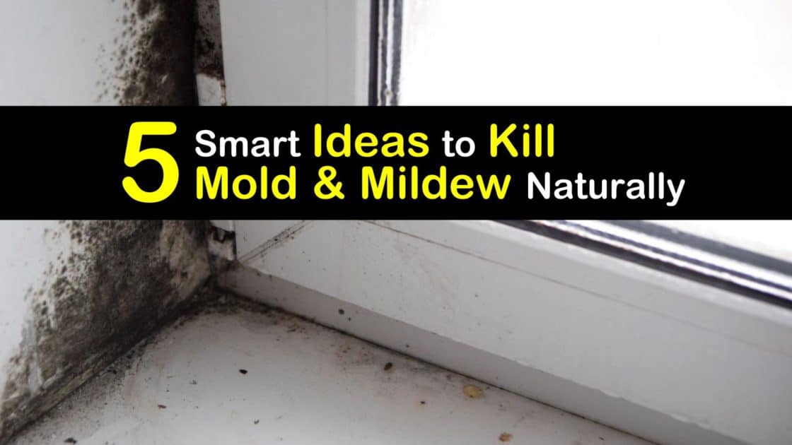 Ways to Kill Mold