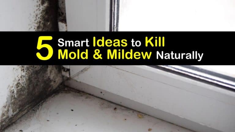 mold mildew tipsbulletin burdun